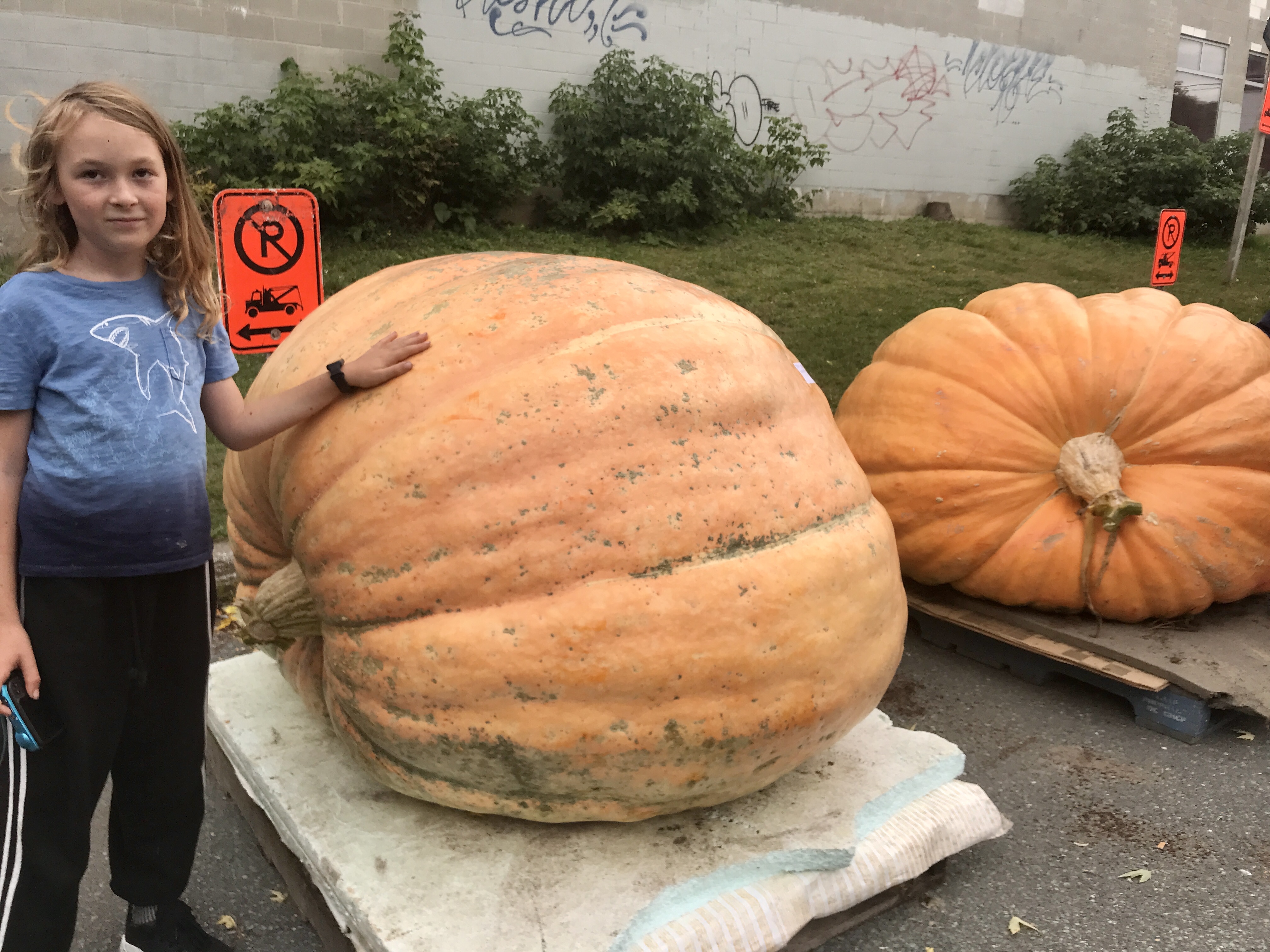 felted pumpkin